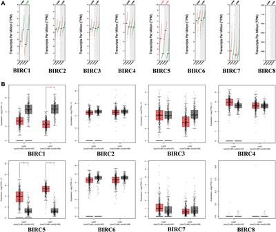 Comprehensive Analysis of Inhibitor of Apoptosis Protein Expression and Prognostic Significance in Non–Small Cell Lung Cancer